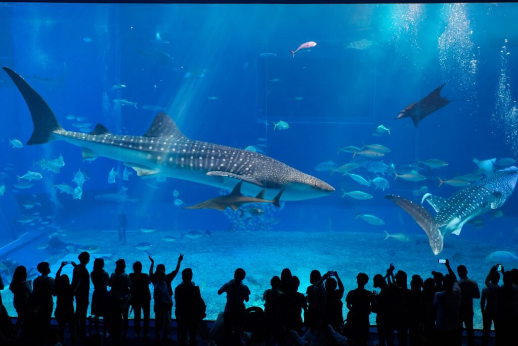 沖縄　美ら海水族館